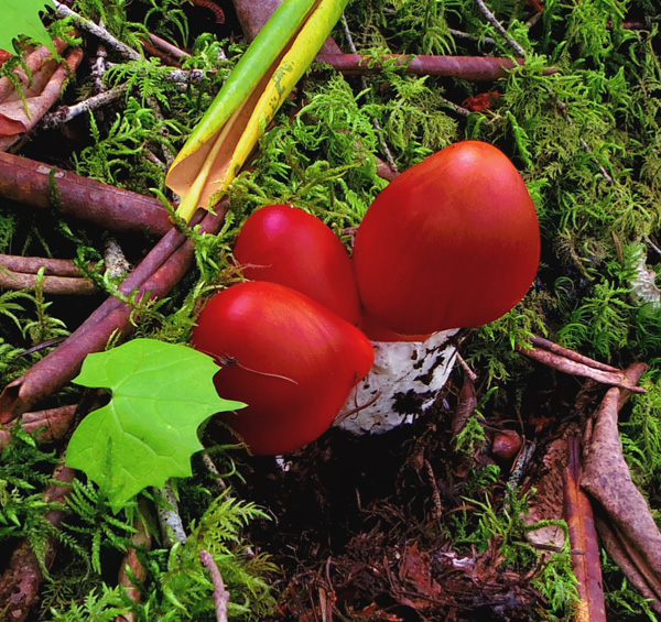 御中道のタマゴタケ