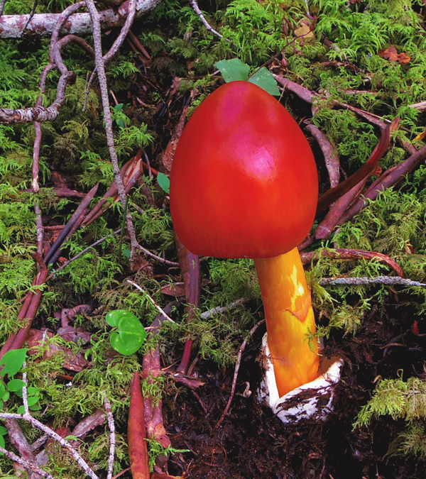 御中道のタマゴタケ