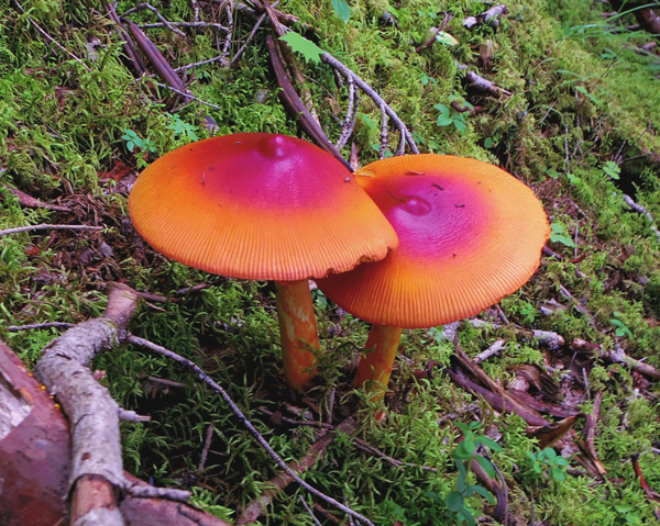 御中道のタマゴタケ