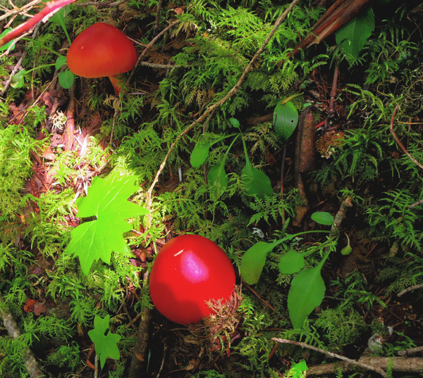 御中道のタマゴタケ
