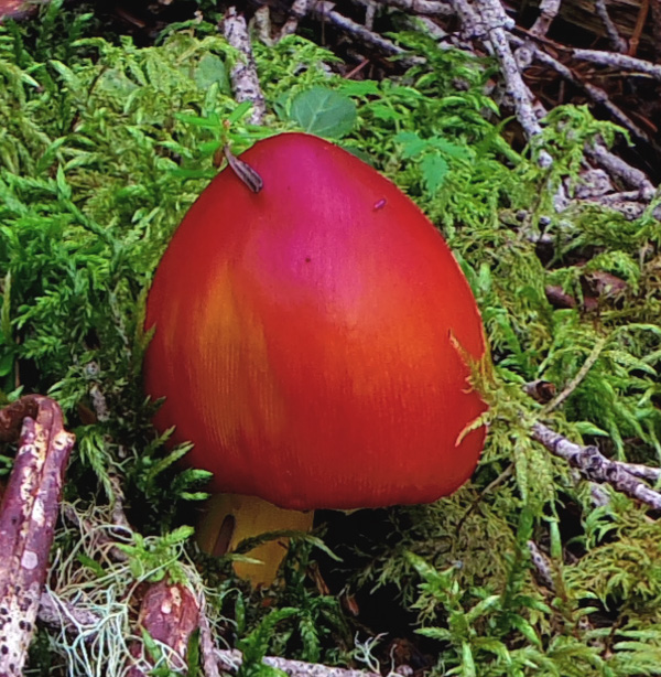 御中道のタマゴタケ