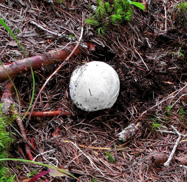 御中道のタマゴタケ