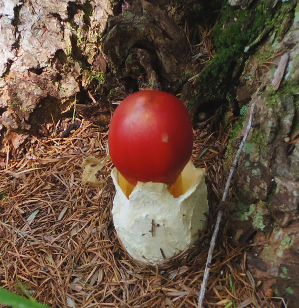 清八山ののタマゴタケ