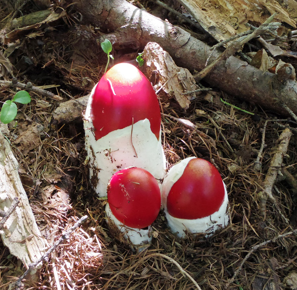 清八山ののタマゴタケ