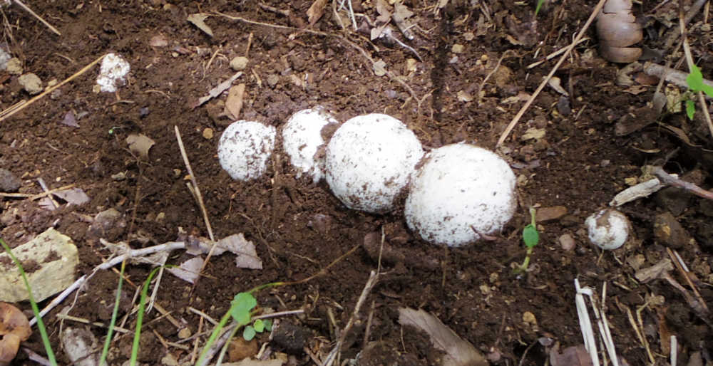 タマゴタケ　幼菌　