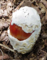 タマゴタケ　幼菌
