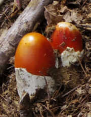 タマゴタケ　幼菌
