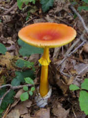 タマゴタケ　成菌