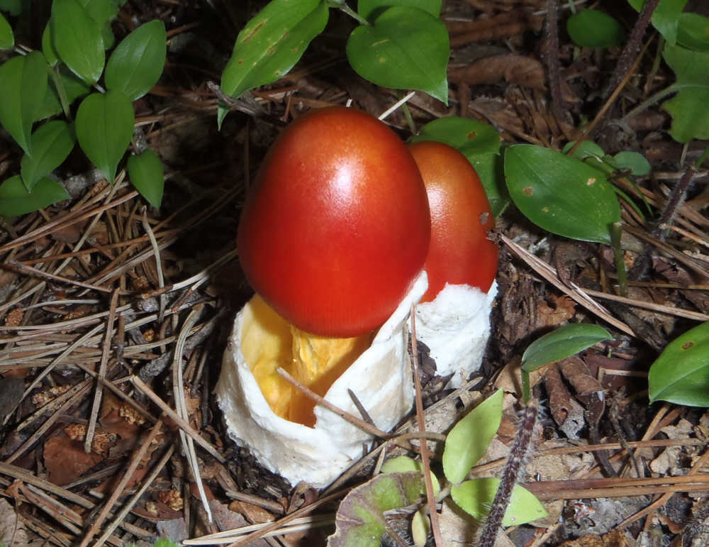 タマゴタケ　幼菌　