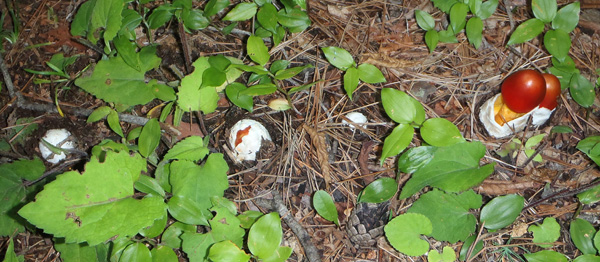 倉見山のタマゴタケ