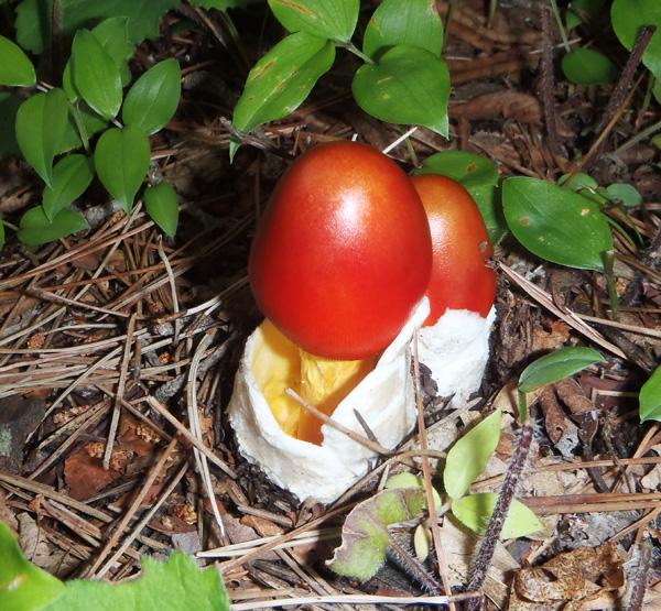 倉見山のタマゴタケ