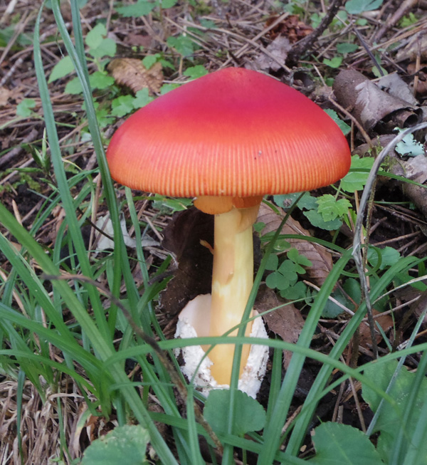 塔ノ岳のタマゴタケ