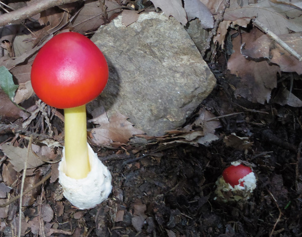 塔ノ岳のタマゴタケ