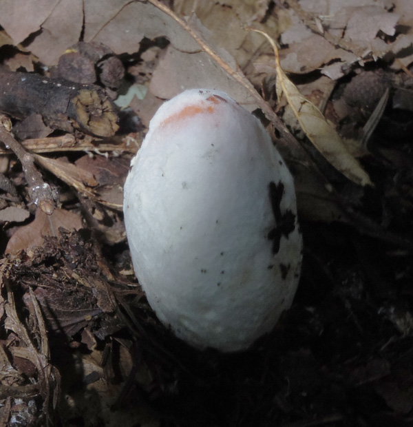 塔ノ岳のタマゴタケ