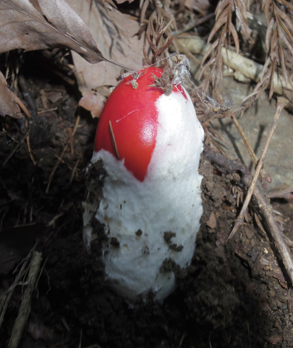 塔ノ岳のタマゴタケ