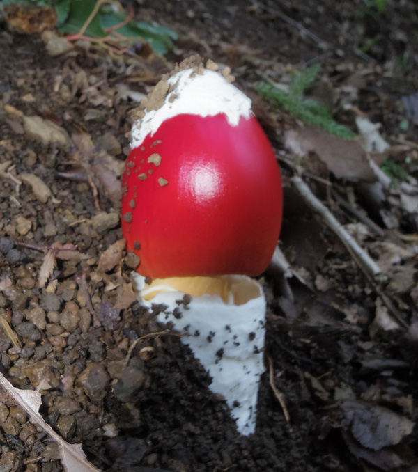 塔ノ岳のタマゴタケ