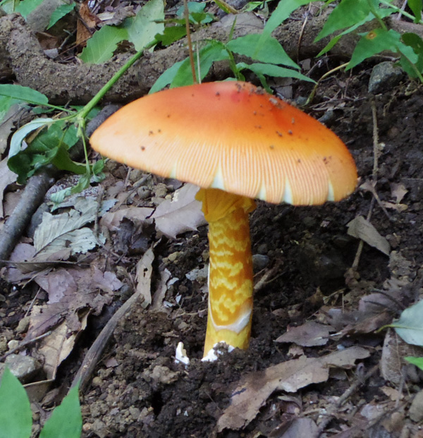 塔ノ岳のタマゴタケ