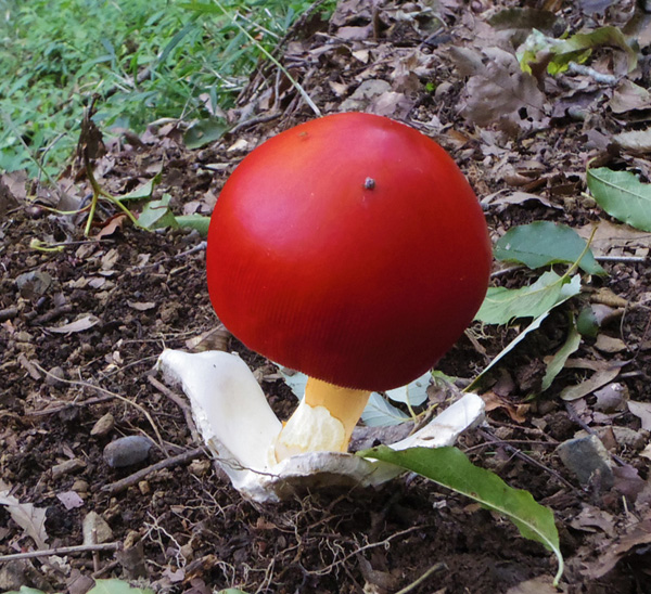 塔ノ岳のタマゴタケ