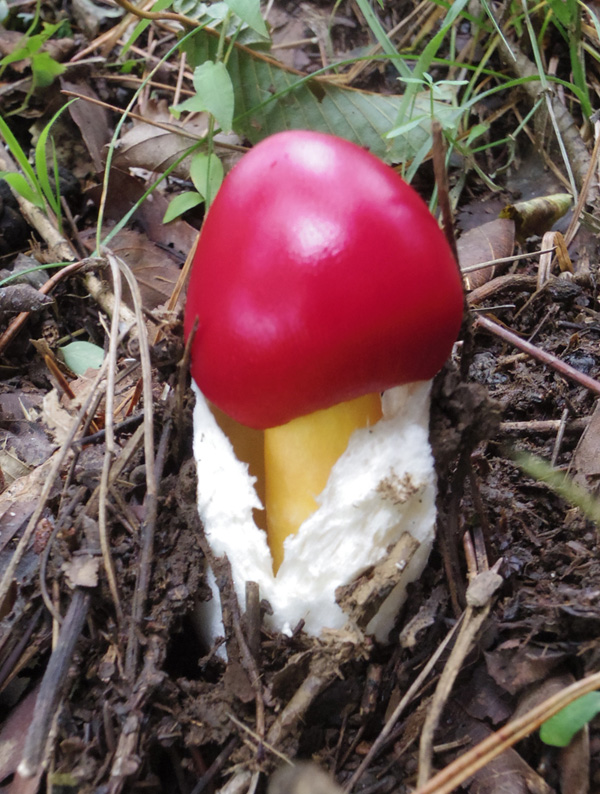 塔ノ岳のタマゴタケ