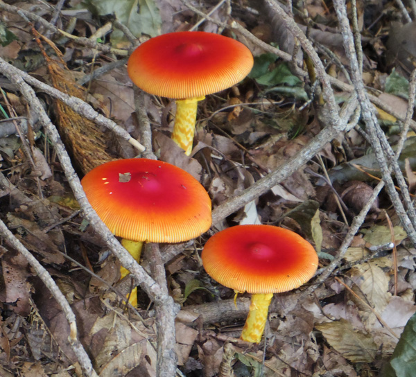 鍋割山のタマゴタケ