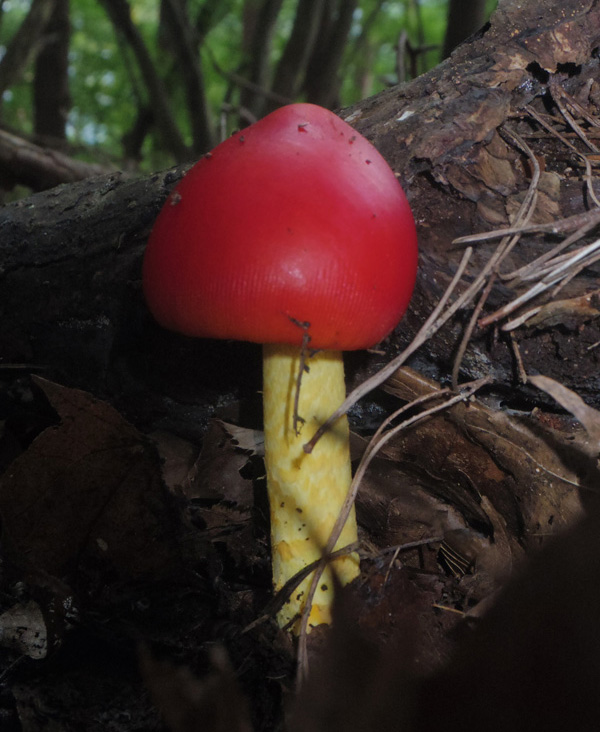 鍋割山のタマゴタケ