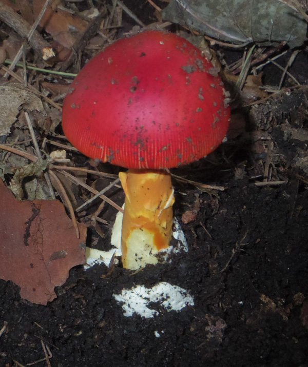 鍋割山のタマゴタケ