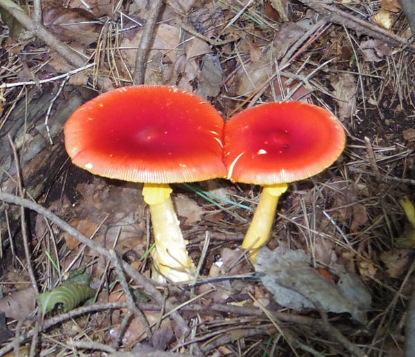 鍋割山のタマゴタケ