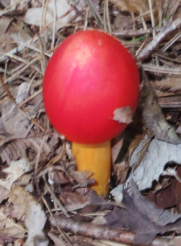 鍋割山のタマゴタケ