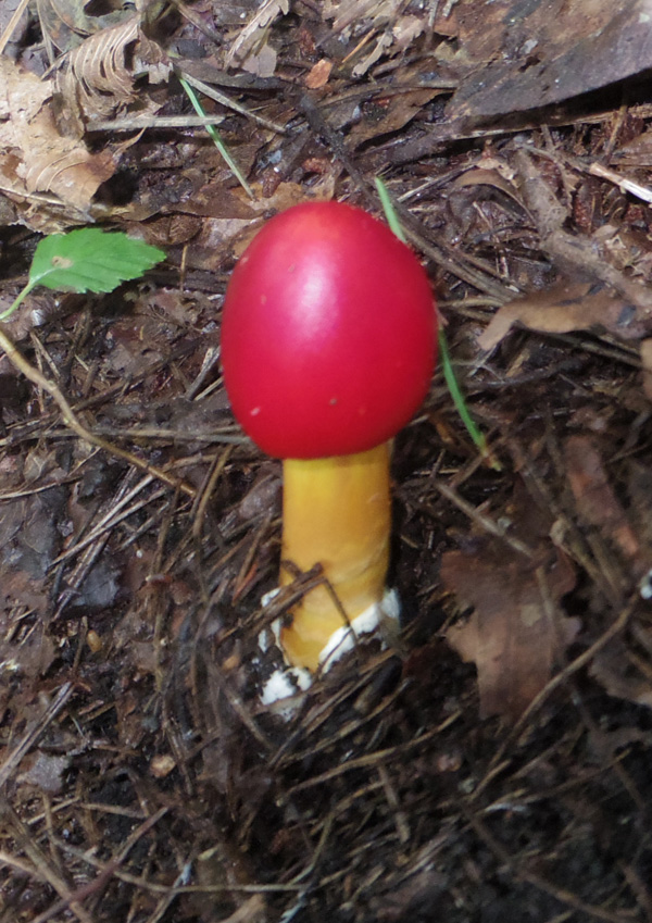 鍋割山のタマゴタケ