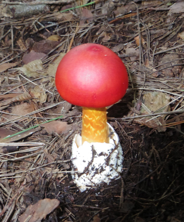 鍋割山のタマゴタケ