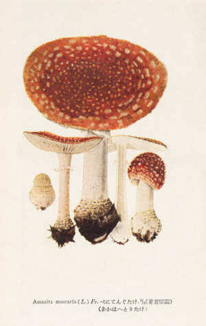 ベニテングタケ