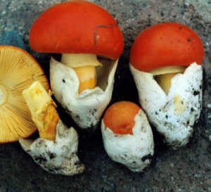 セイヨウタマゴタケ