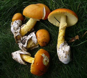 セイヨウタマゴタケ