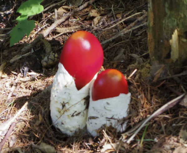 新倉山のタマゴタケ