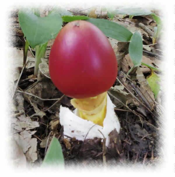 新倉山のタマゴタケ