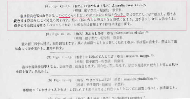 タマゴタケ説明文