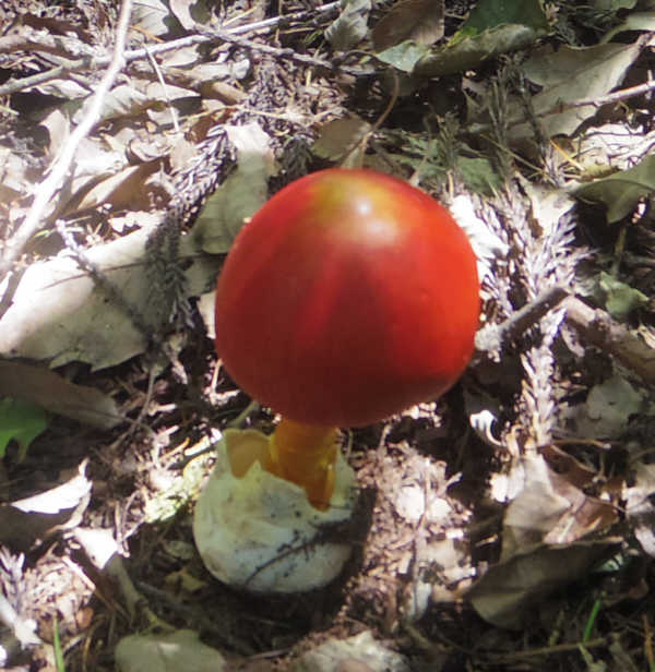 陣馬山のタマゴタケ