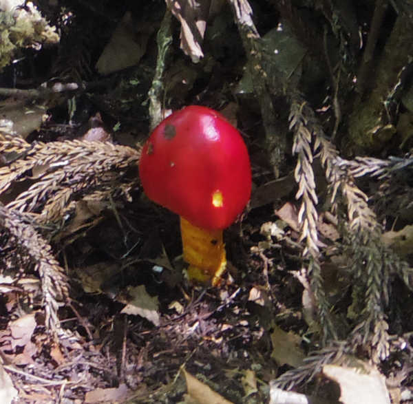 陣馬山のタマゴタケ