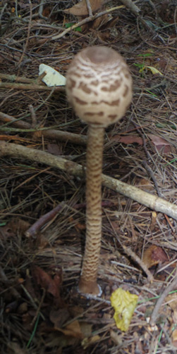 鍋割山のカラカサタケ