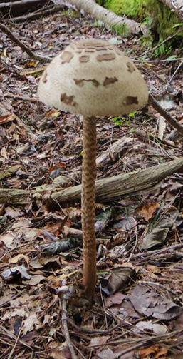 鍋割山のカラカサタケ