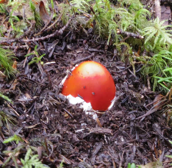 小富士須走りのタマゴタケ