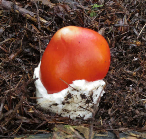 小富士須走りのタマゴタケ