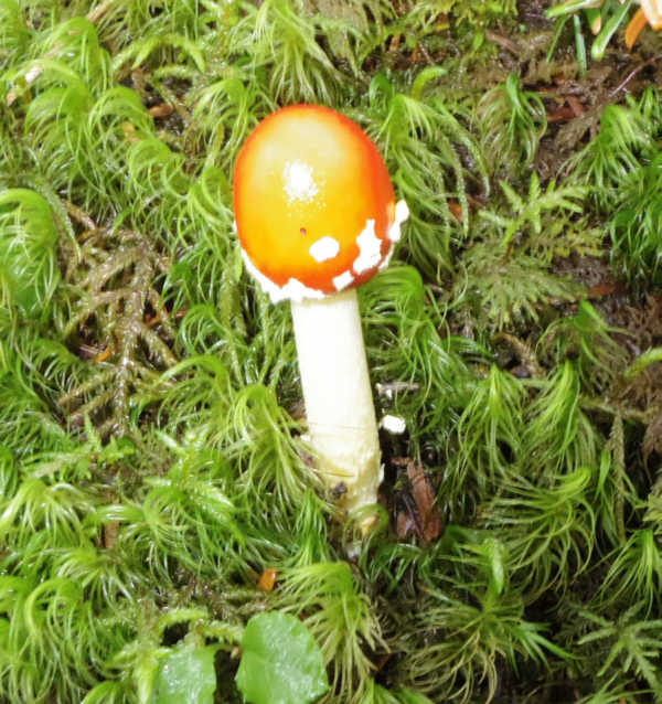 小富士須走りのタマゴタケ