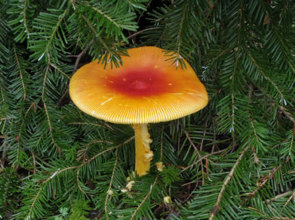 小富士須走りのタマゴタケ