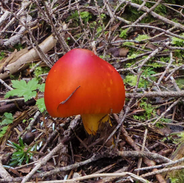 小富士須走りのタマゴタケ