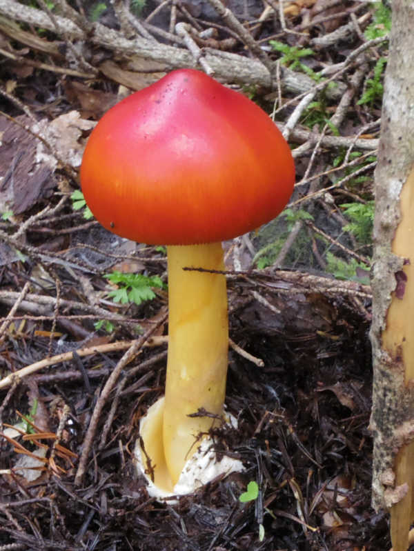 小富士須走りのタマゴタケ