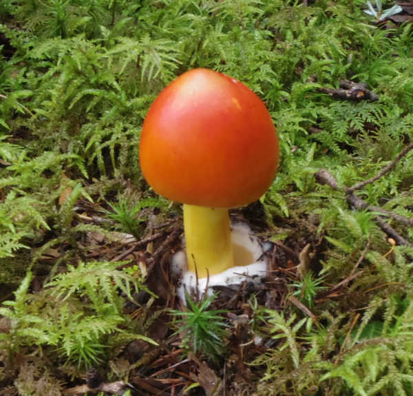 小富士須走りのタマゴタケ