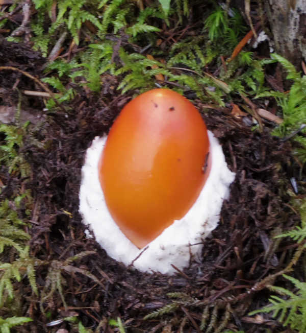 小富士須走りのタマゴタケ