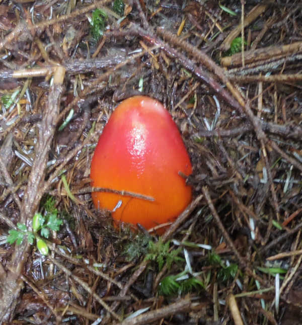 小富士須走りのタマゴタケ