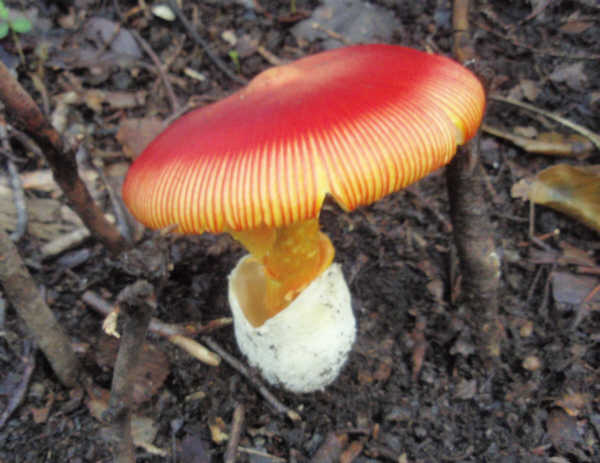 明神ヶ岳のタマゴタケ